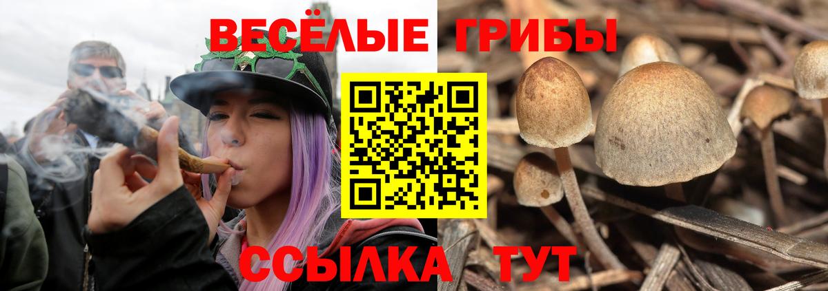 Галлюциногенные грибы Psilocybine cubensis  Вход с VPN  Псилоцибиновые грибы GOLDEN TEACHER  Кимовск 